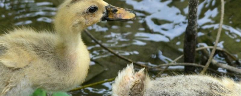 怎么养幼小的鸭，附具体养殖方法