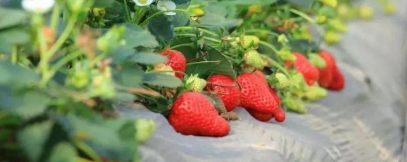 草莓种植如何才能提高糖分含量？保持稳定光线和温度