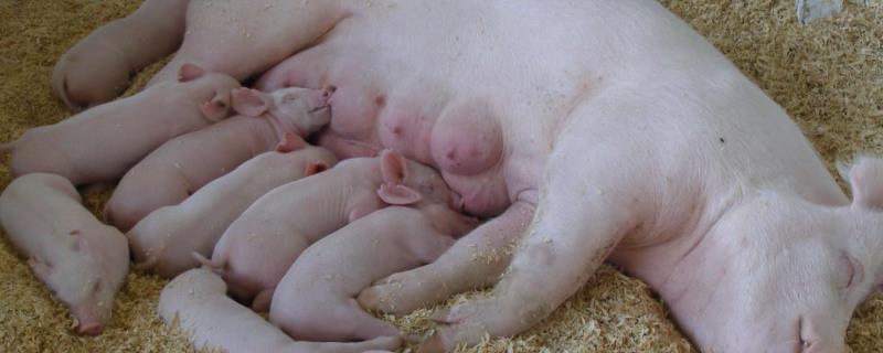 母猪产仔少的原因和办法，附注意事项