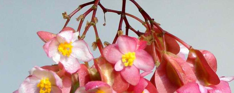竹节海棠为什么不开花，针对性防治