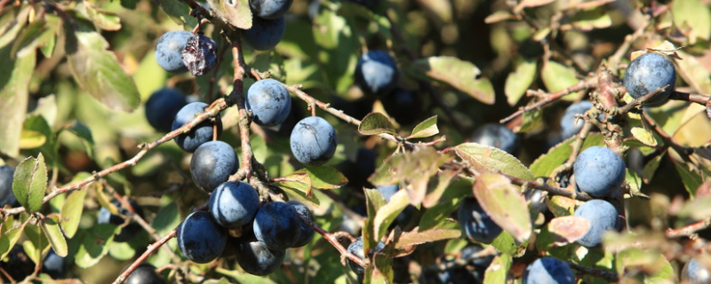 蓝莓种植要什么条件？附栽培品种及栽培方法