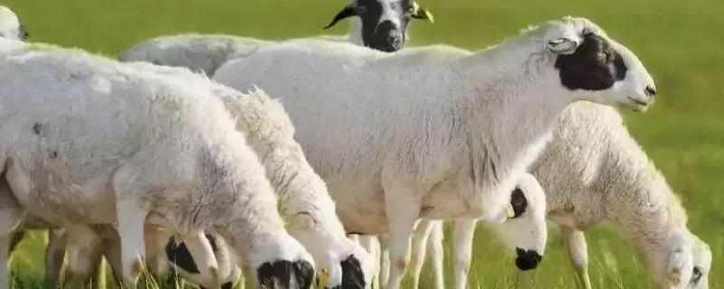 春天羊反复拉稀的原因，附治疗方法