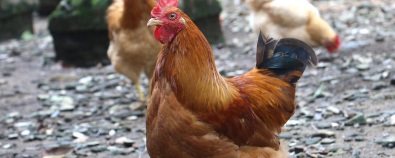 鸡常见呼吸道病的防控措施，附种类与症状