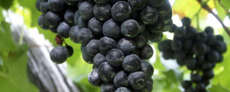 中国葡萄种植始于哪个朝代，原产地为亚洲西部