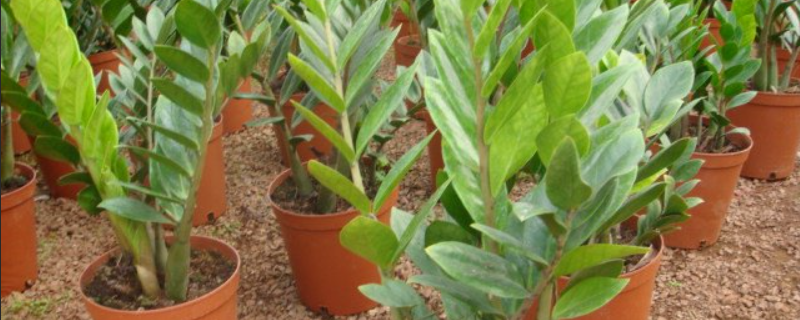 金钱树盆栽的繁殖方法，附种植方法与病害防治