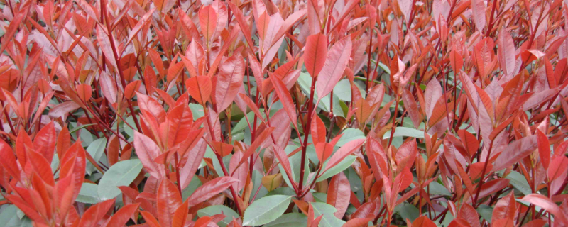 红叶石楠的繁殖方法，附种植方法