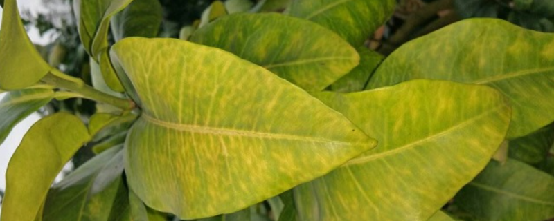 冬天室内植物叶子发黄怎么办，主要有五种原因
