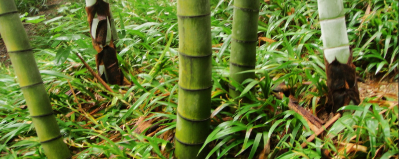 竹子怎么养才能更旺盛？附种类