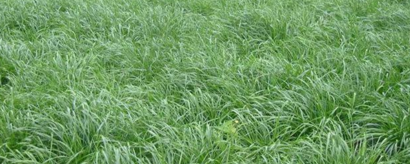 黑麦草种子种植方法，附生长习性