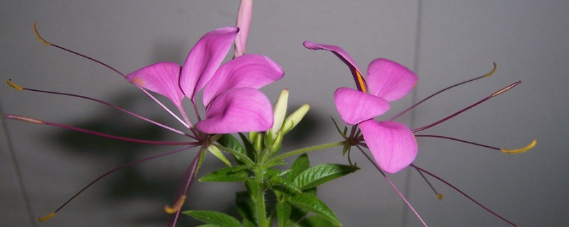 醉蝶花的花语是什么，附生长习性和主要用途
