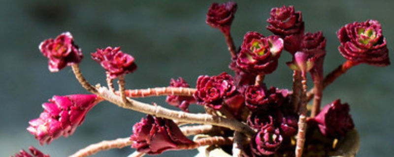 小球玫瑰的养殖方法和注意事项，附生长习性