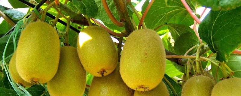 软枣猕猴桃种植技术，软枣猕猴桃生长习性