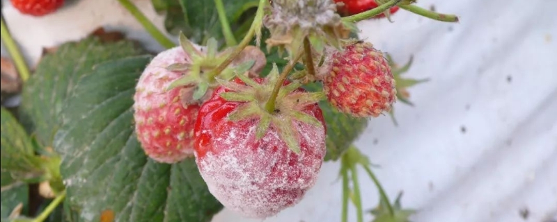 草莓白粉病怎么治，附白粉病症状