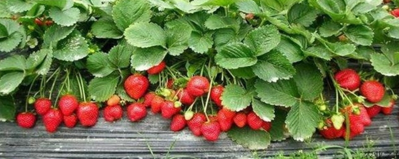 种草莓用什么肥料好，应该怎样施肥