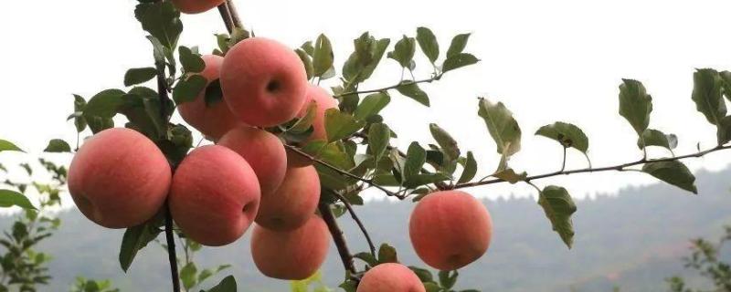 苹果树干腐病有哪些症状，附原因及防治方法如何