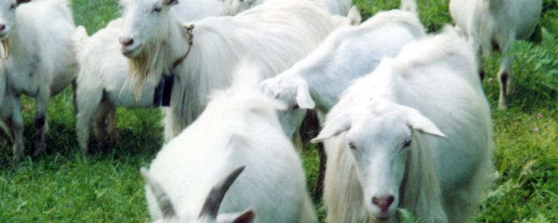 白山羊的养殖技术，附繁殖管理与放牧饲养