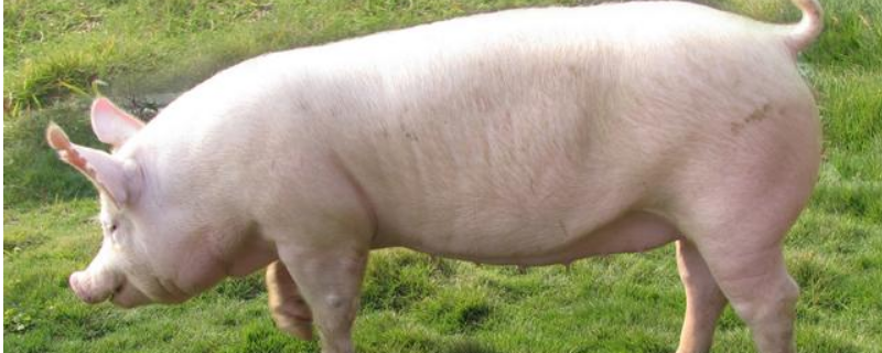 二元母猪饲养技术，提高商品猪的瘦肉率