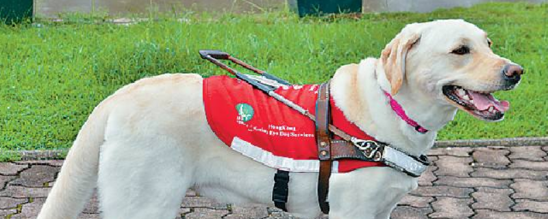 导盲犬是什么狗？能为视力障碍人士提供服务