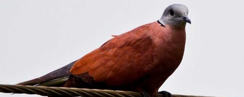 火斑鸠是什么鸟？已被列为三有保护动物