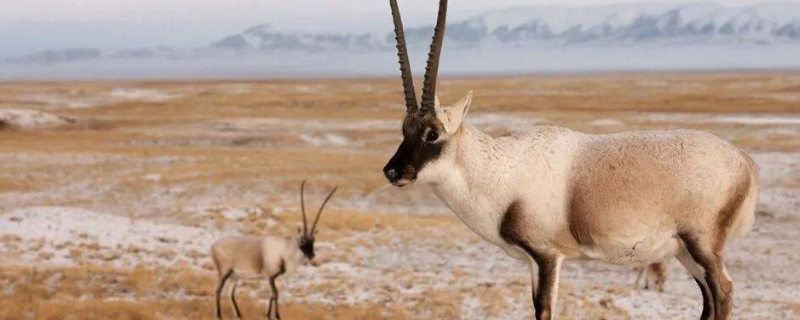 藏羚羊是什么动物？被誉为“可可西里的骄傲”