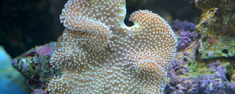 珊瑚虫是什么东西？如何繁殖