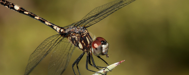 蜻蜓能活多长时间？冬天去哪儿了？是益虫吗
