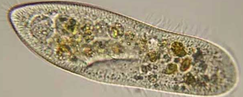 草履虫是真核生物吗？什么是真核生物，什么是原核生物