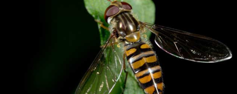 赤眼蜂如何防治玉米螟？注意这五个方面