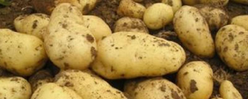 马铃薯产地在哪里？附生长条件和生长周期
