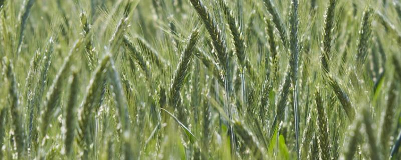 燕麦的栽培技术，燕麦的田间管理