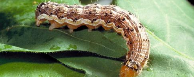 棉铃虫的防治技术，附危害特征、发生规律和繁殖习性