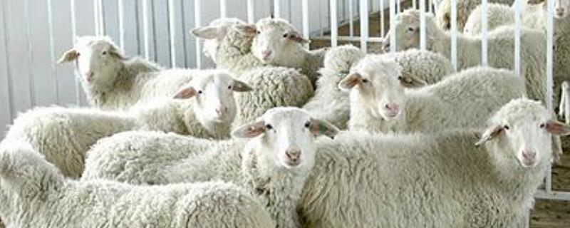 小尾寒羊和波尔山羊哪个好？附生产性能和繁殖能力