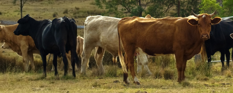 牛前胃弛缓防治方法，附发病原因和临床症状
