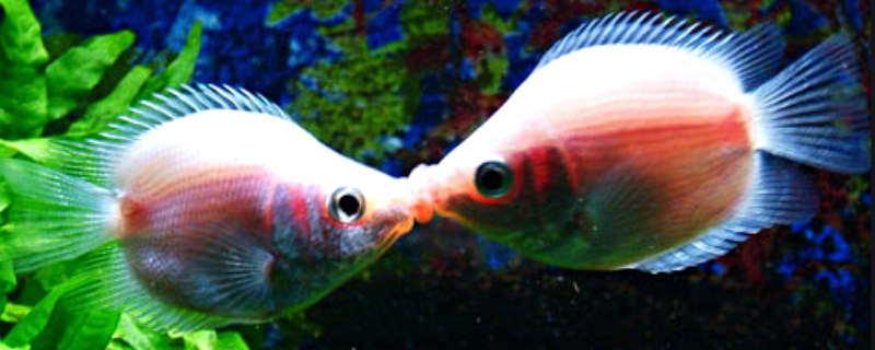 接吻鱼怎么分公母？附生活习性和繁殖方法