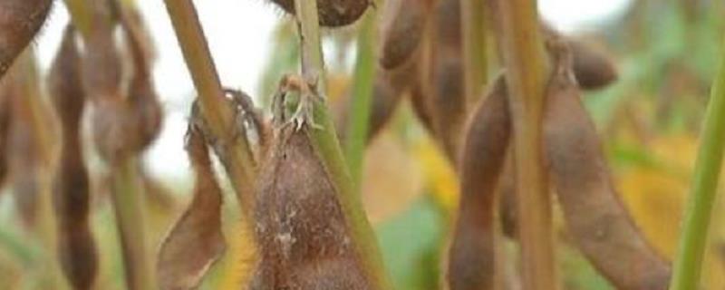 黄豆的种植技术，肥种分开
