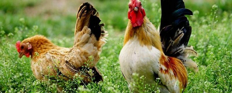 鸡传染性法氏囊病防治方法，鸡传染性法氏囊病的流行特点和临床症状