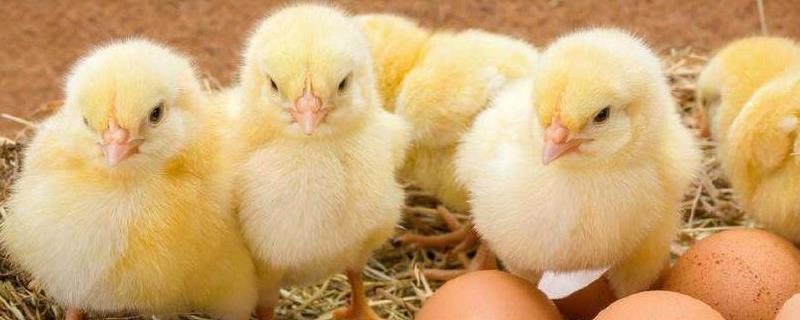 蛋鸡苗育雏技术，环境温度怎么选