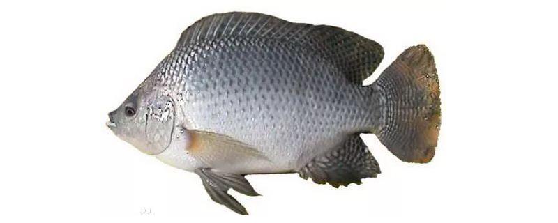 罗非鱼繁殖技术，罗非鱼的繁殖特性