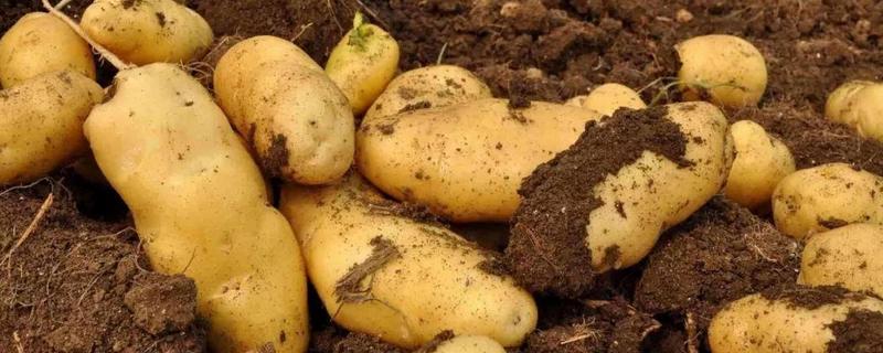 土豆怎样种植，土豆生长期注意培土和松土