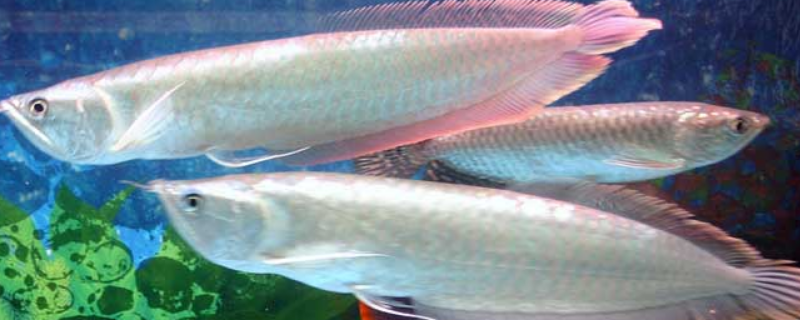 银龙鱼的寿命有多长，附养殖环境和方法