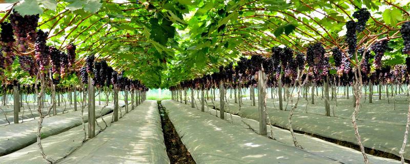 葡萄种植技术，附具体种植方法