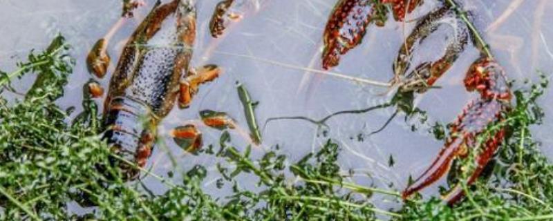 龙虾池水草种植技术，附品种的选择