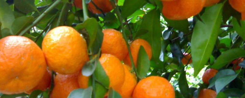 柑橘种植技术，注意要防治病虫