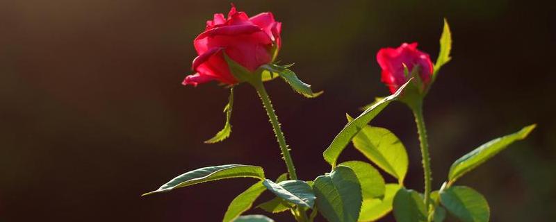 玫瑰花花期 如何养护以及花束保存 农敢网
