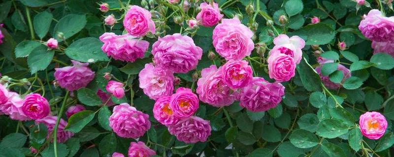 蔷薇花期多长时间，花语是什么