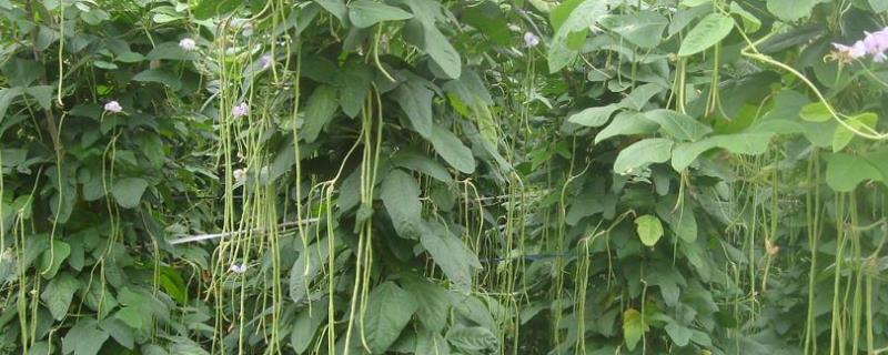长豆角种植时间和方法，注意病虫害的防治