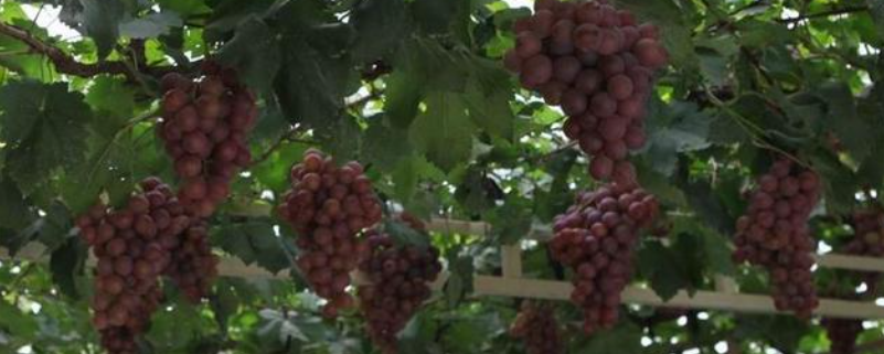 陕西葡萄什么时候成熟，附陕西葡萄形态特征