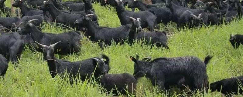 黑山羊市场价格多少钱一斤？养殖注意事项是怎样的？