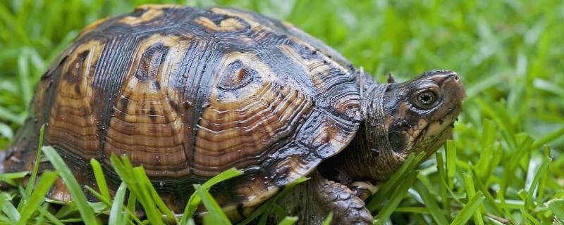 乌龟的生活习性及特点介绍，宠物龟养殖注意事项