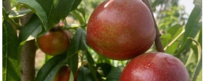 中油27号油桃品种介绍，附栽种要点